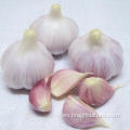 Precio de New Crop Gourmet Red Garlic